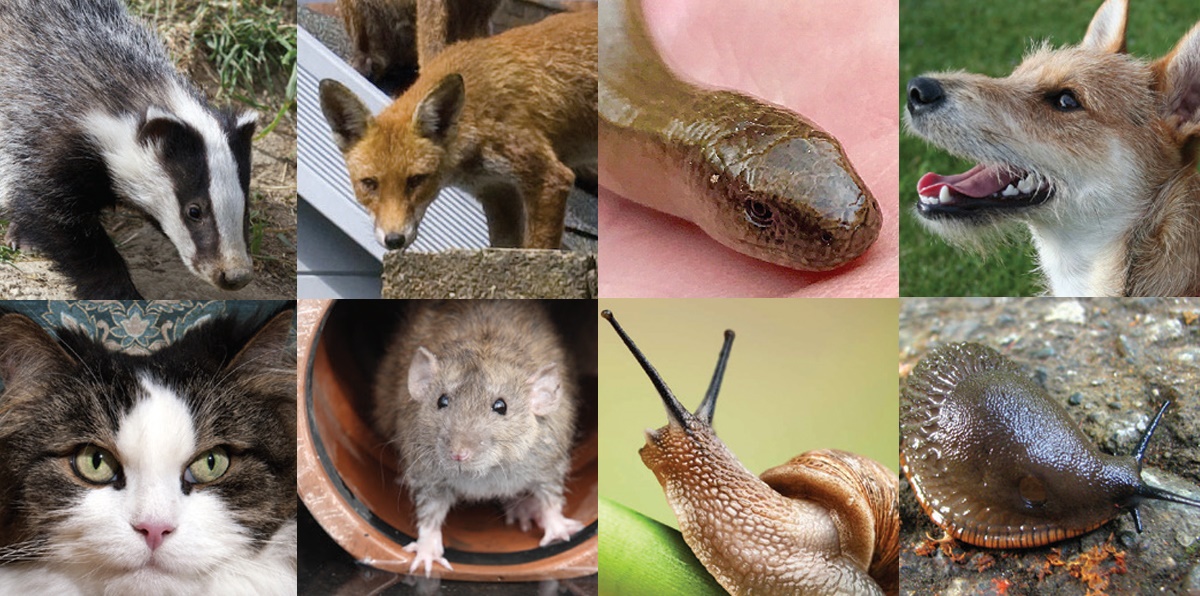 Some of the species identified Some of the species identified